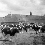 Kuhstall auf dem Rittergut Horndorf um 1968