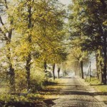 Die alte Allee in Richtung Lütt Hamborg - um 1960